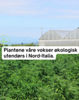 Premium CBD-olje – alle varianter