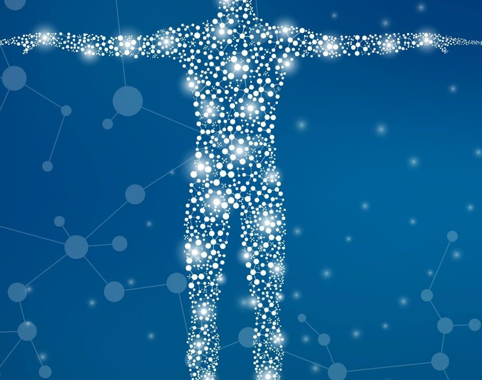 Det Endocannabinoide Systemet