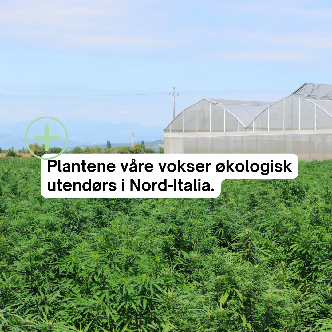 Premium CBD-olje – alle varianter