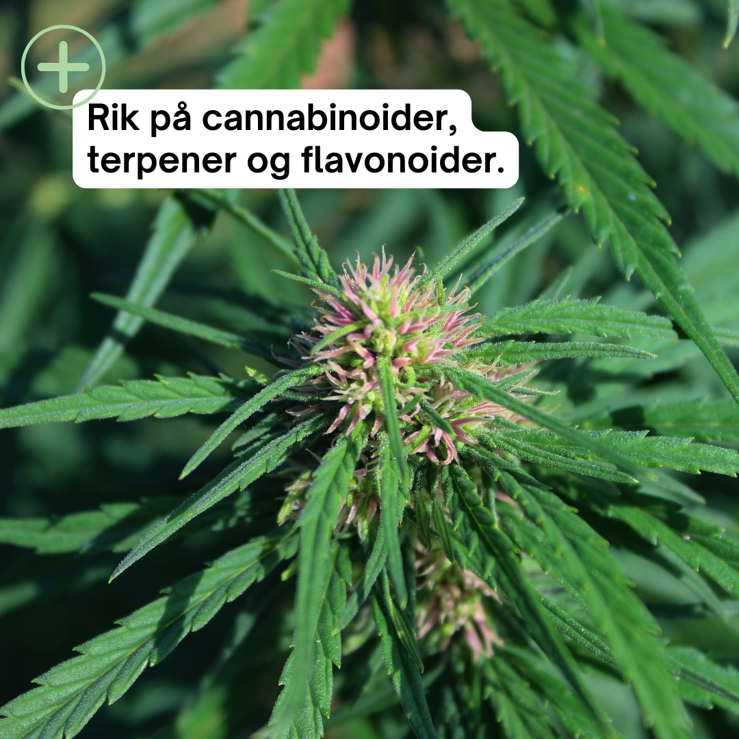 Premium CBD-olje – alle varianter