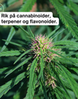 Premium CBD-olje – alle varianter